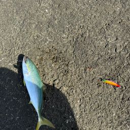 ワカシ