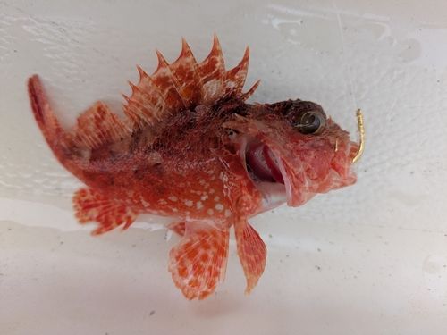 オニカサゴの釣果