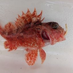 オニカサゴ