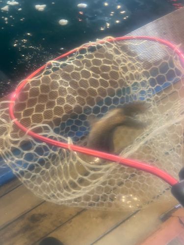 コイの釣果