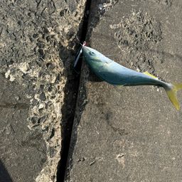 ワカシ