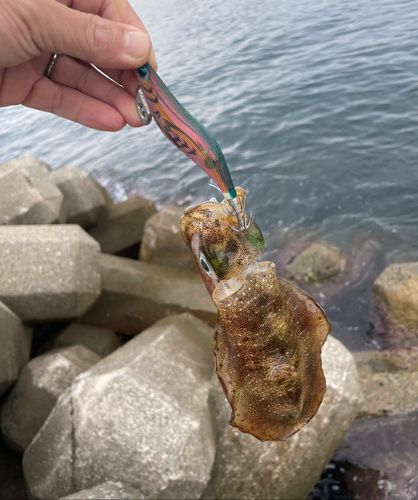 アオリイカの釣果