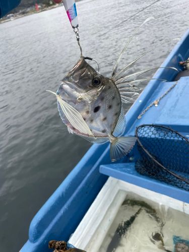 カガミダイの釣果