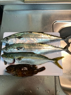 サゴシの釣果