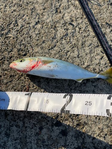 ワカシの釣果