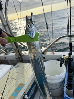 タチウオの釣果