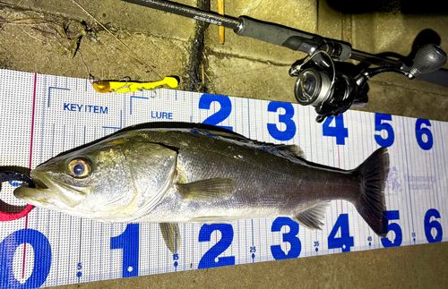 シーバスの釣果