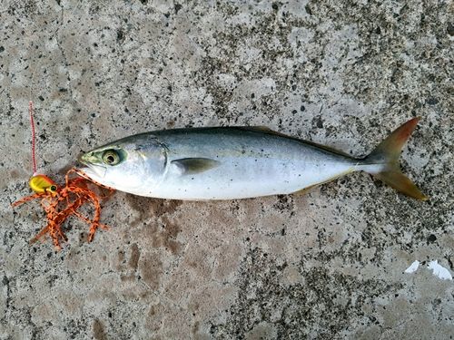 青森湾