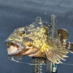 カサゴ