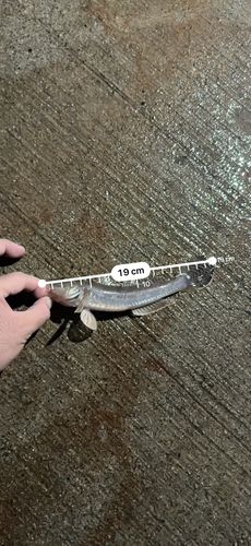 ハゼの釣果