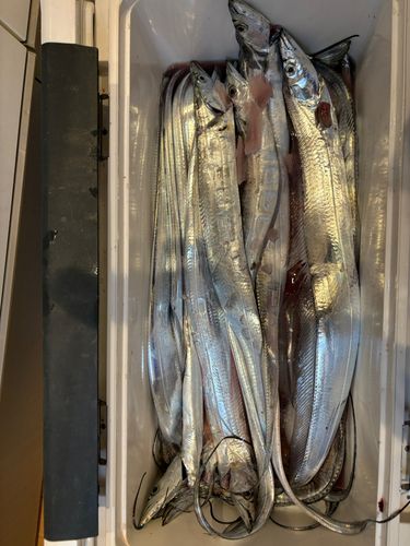 タチウオの釣果