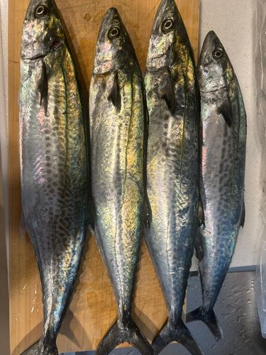 サゴシの釣果