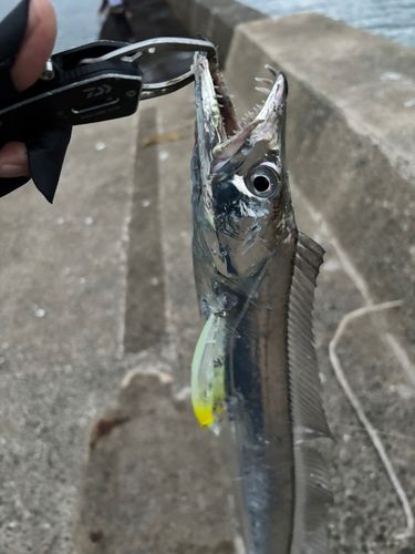 タチウオの釣果