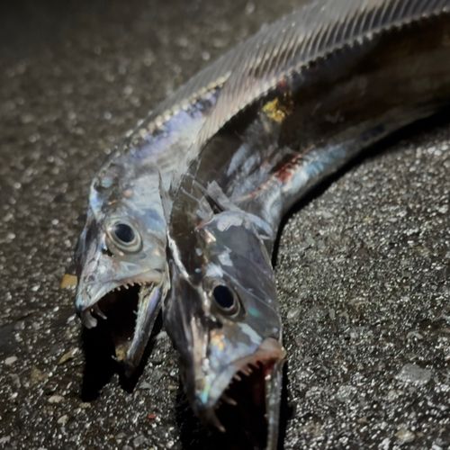 タチウオの釣果