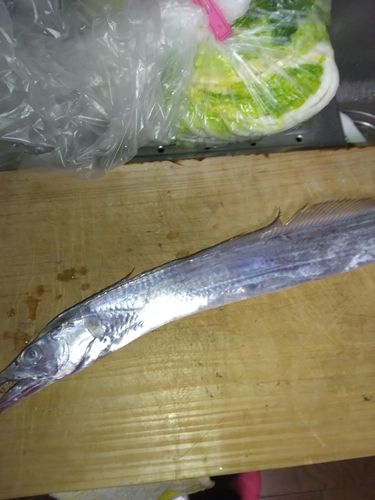 タチウオの釣果