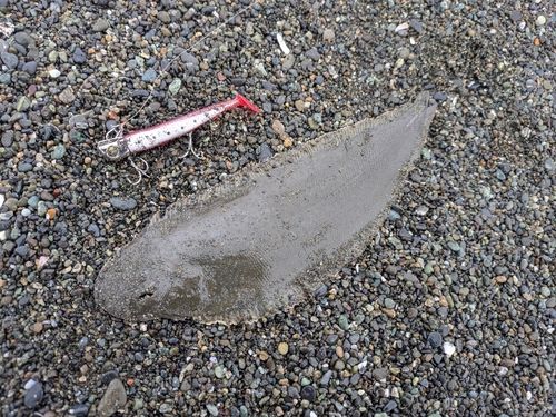 シタビラメの釣果