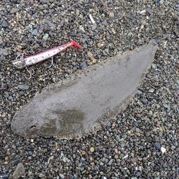シタビラメ
