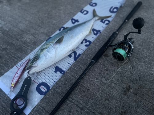 イナダの釣果