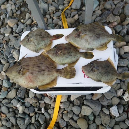 カワハギの釣果