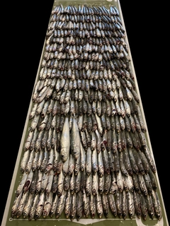 カタクチイワシの釣果