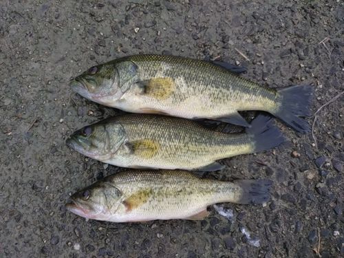 ブラックバスの釣果