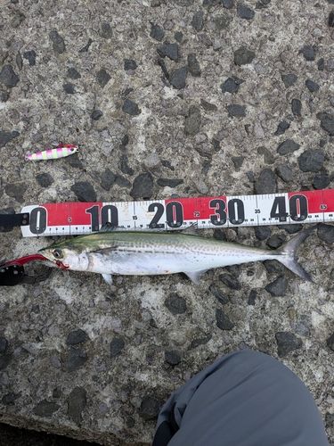 サゴシの釣果