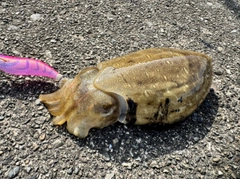 コウイカの釣果