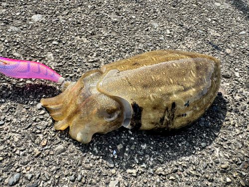 コウイカの釣果