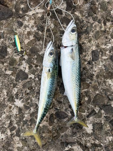 サバの釣果