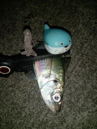 マアジの釣果