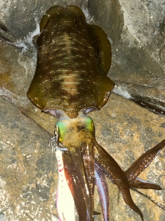 アオリイカの釣果