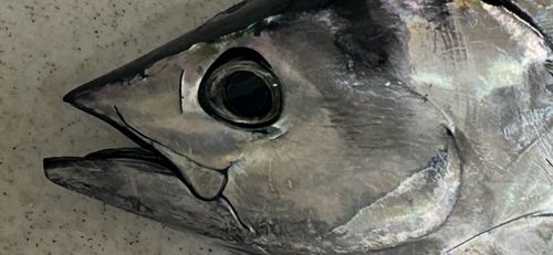 カツオの釣果