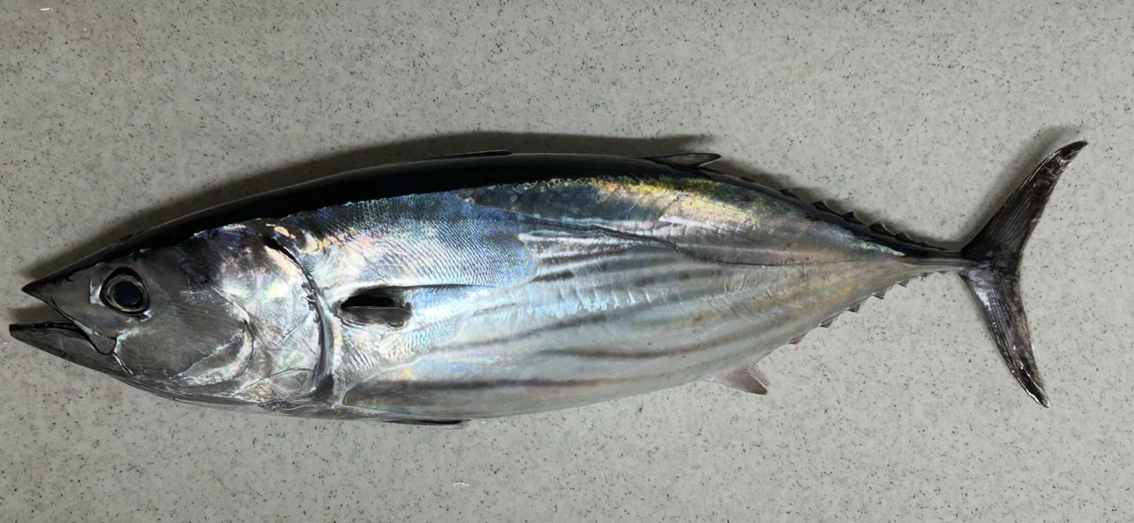 たろきち 丸物20キロ たろきち 丸物20キロ 2025年10月最新】島きち丸（神奈川県）の最新釣果情報