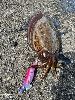 コウイカの釣果