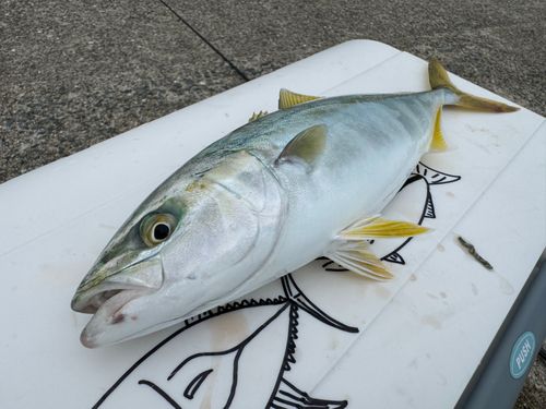 ブリの釣果