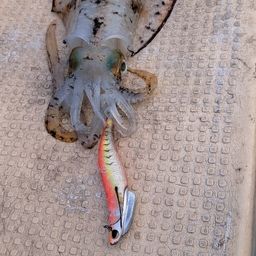 タチウオ