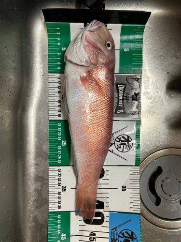 シロアマダイの釣果