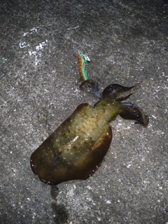 アオリイカの釣果