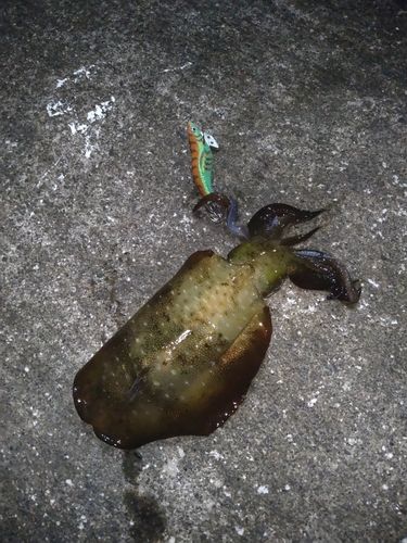 アオリイカの釣果