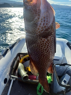 キジハタの釣果