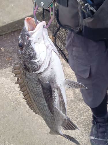 エソの釣果