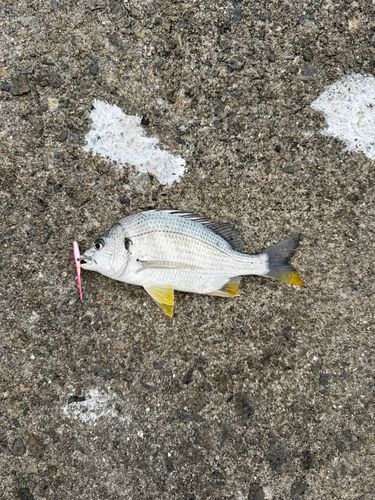 キビレの釣果
