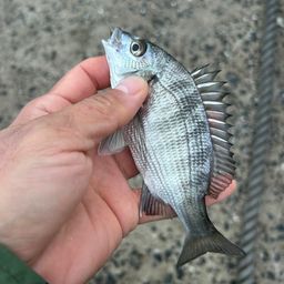 クロダイ