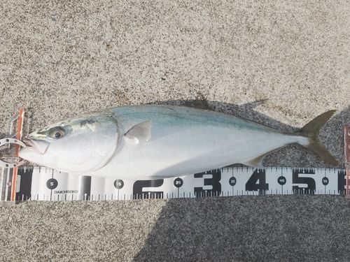 イナダの釣果