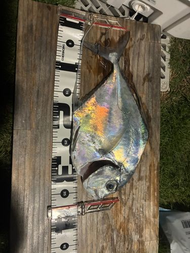 イトヒキアジの釣果