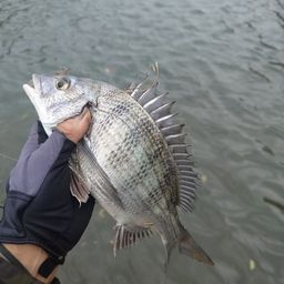 クロダイ