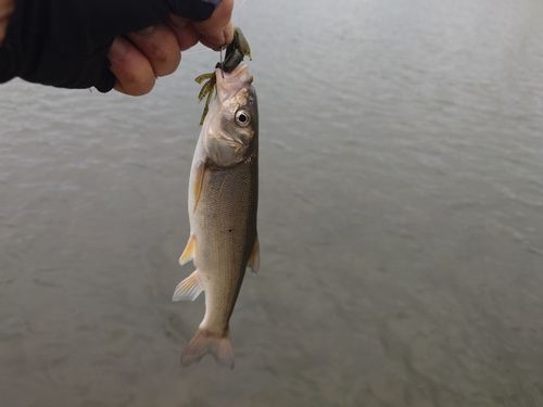 ウグイの釣果