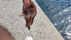 オオモンハタの釣果