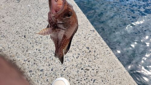 鴨池海づり公園