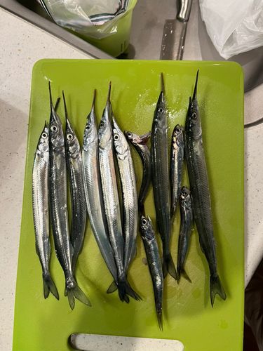 サヨリの釣果